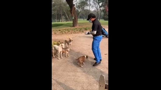 Sachin Tendulkar Posts a Video Feeding Dogs