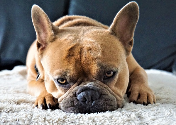 The Top 10 Facts About French Bulldogs