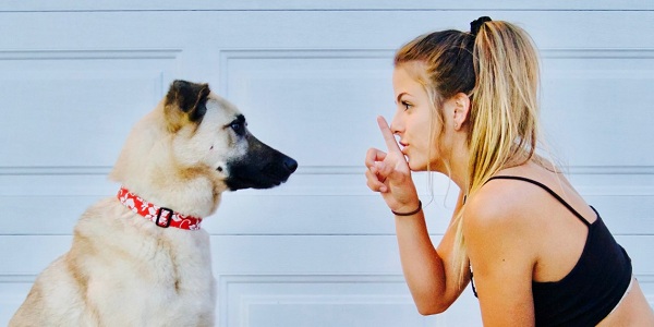 8 Best and Easy Dog Tricks to Train Your Dog