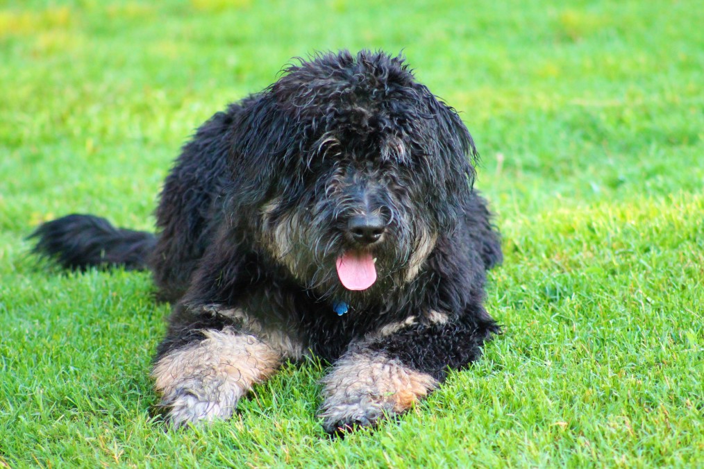 Top 10 Facts You Should Know About Bernedoodles