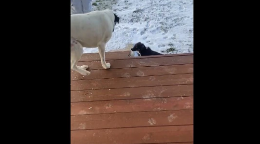 Watch How Dog Teaches Foster Pup to Climb the Stairs
