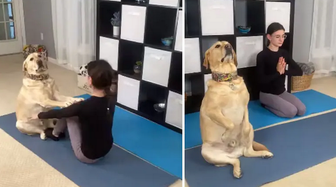 Watch a Dog Doing Yoga With its Owner