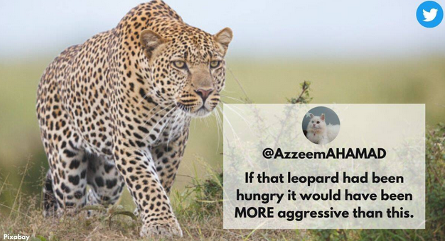 Watch a Standoff Between a Leopard and a Dog