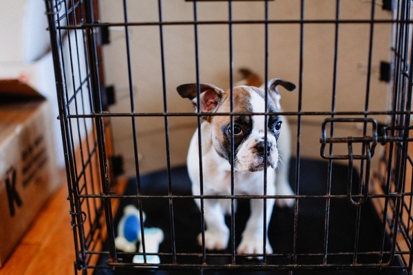 Ways To Create A Soundproof Dog Crate
