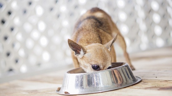 What To Do When Your Healthy Dog Is Not Eating