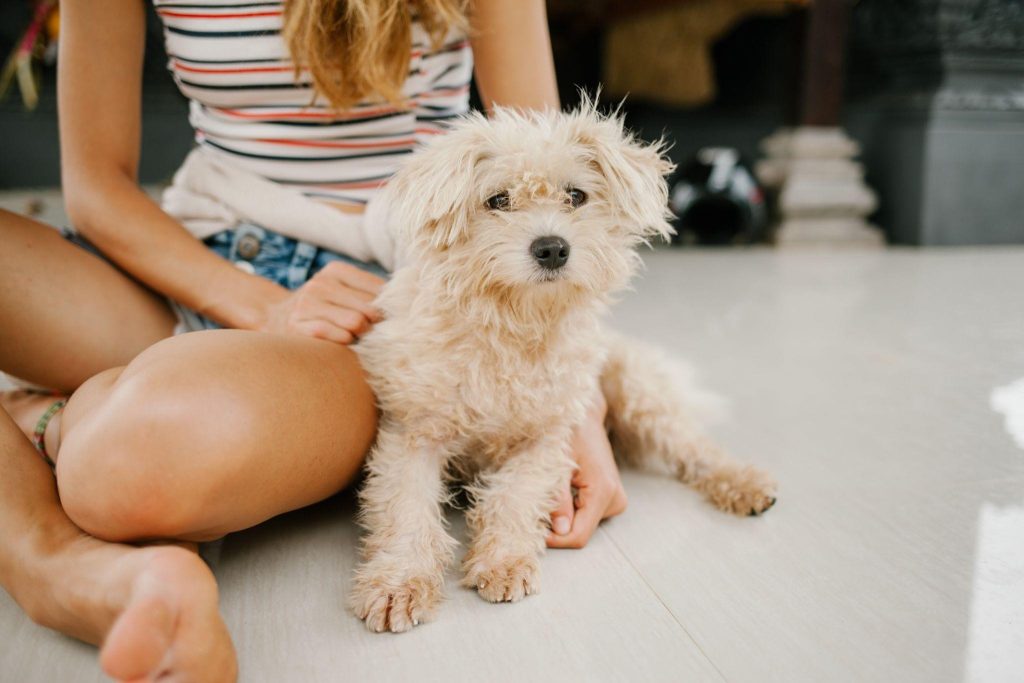 You Need to Take Your Pet for Regular Vet Check Ups to Avoid These Conditions