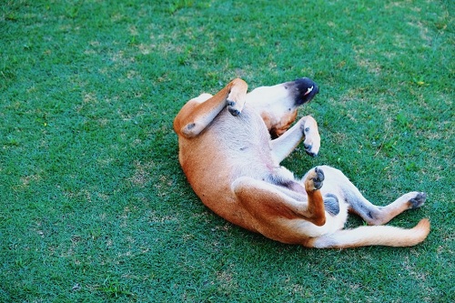 dog Playing dead