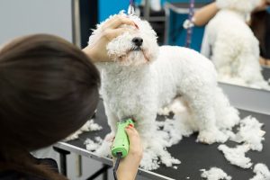 5 Dog Hair Loss Home Remedies to Follow