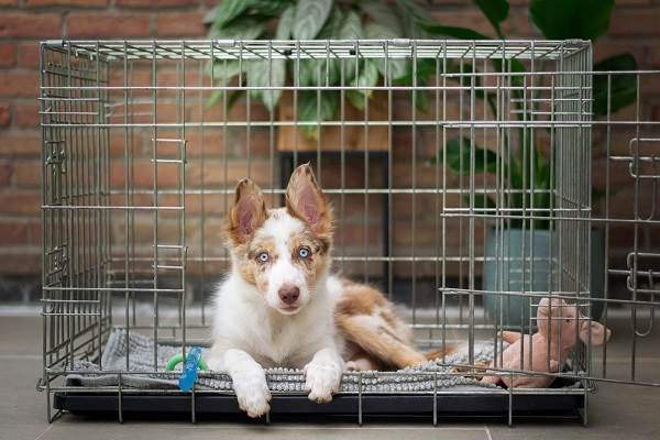 11 Training Games To Help Your Pooch Love His Crate