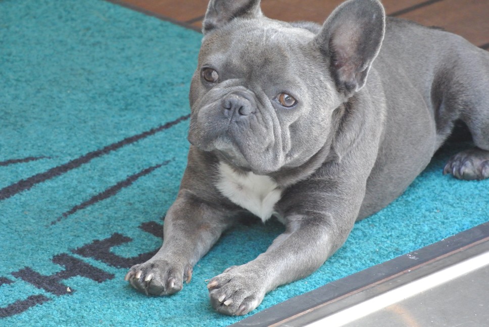 Bulldog Pháp màu xanh – Mọi thứ bạn cần biết về