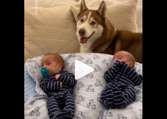 A screengrab of the video of a Husky dog acting like a big brother to its human's twins