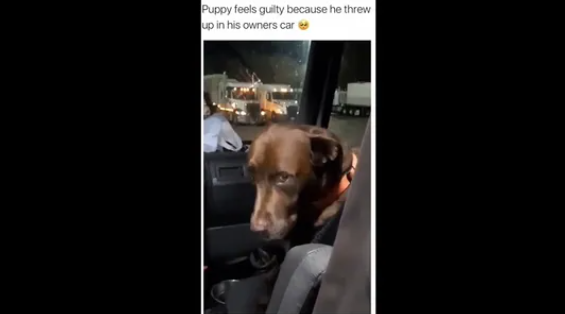 A screengrab of the video of a dog being consoled by its human.(Gregorysantana01Reddit)