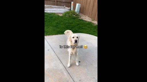 A screengrab of the video of a dog who loves playing in his new backyard