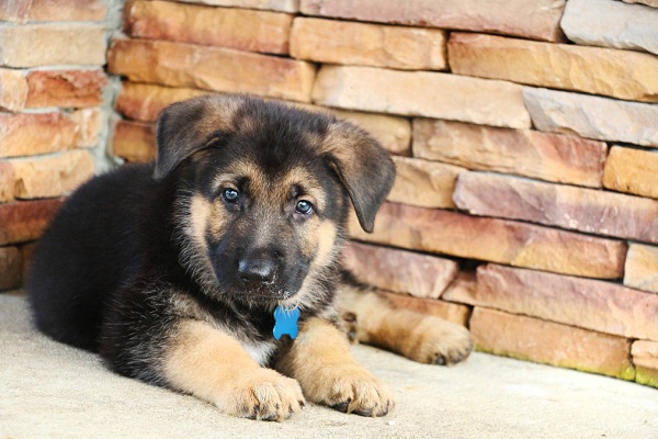 All you wanted to know about German shepherd puppies