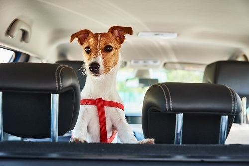 Car Travel With Pets