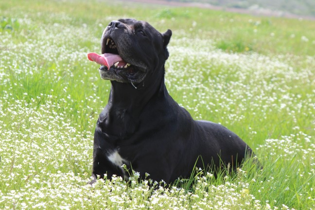 Complete Guide On Cane Corso – Read Before You Get One