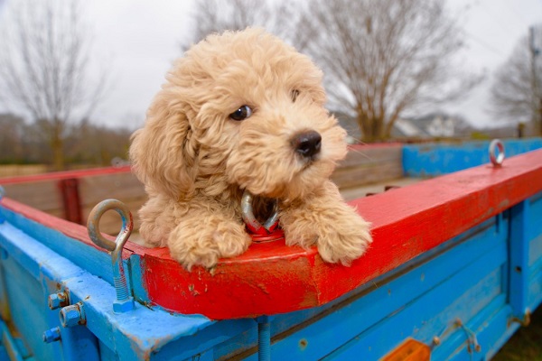 Does All Labradoodles Shed Know More About These Golden Breeds