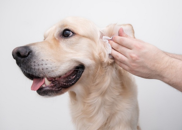Mẹo làm sạch tai cho chó – DogExpress
