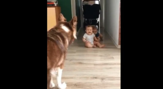 Dog Playing With Toddlers Leaves Internet in Awe