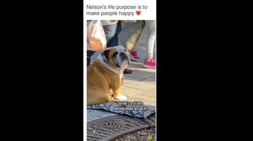 Dog Sits on the Sidewalk to Get Petting from Strangers