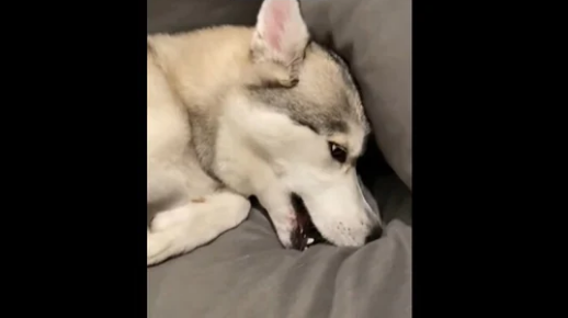 Dog Throws Tantrum as its Human Leaves for a While