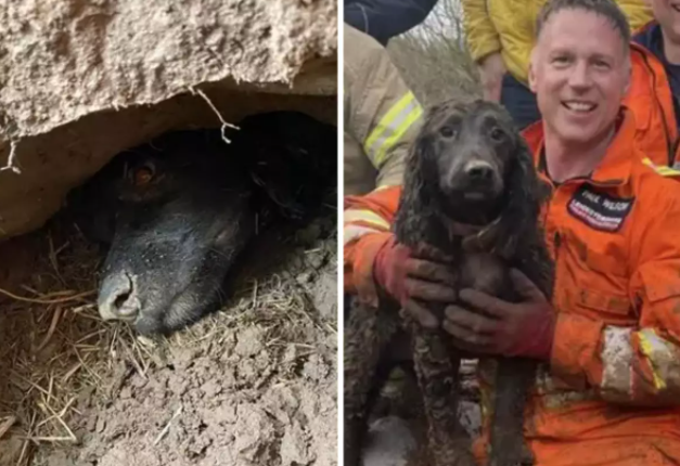 Dog Trapped Underground for Six Hours, Gets Rescued