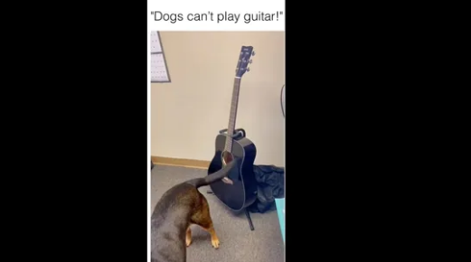 Dog plays the guitar with its tail in adorable video