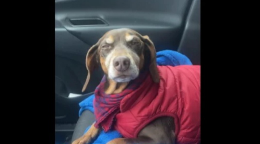 Dog tries hard not to fall asleep during car ride