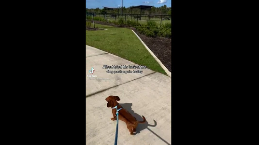 Dog waits in the park to make new friends. Watch what happens next