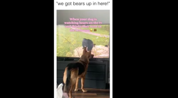 Dogs Watches Bears on TV, Gets Confused