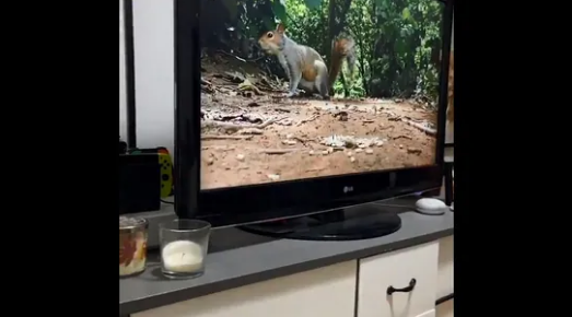 Dog’s reaction to seeing squirrel on TV is absolutely hilarious