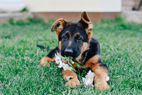 All you wanted to know about German shepherd puppies | DogExpress |