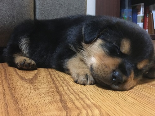 Getting a Rottweiler pup