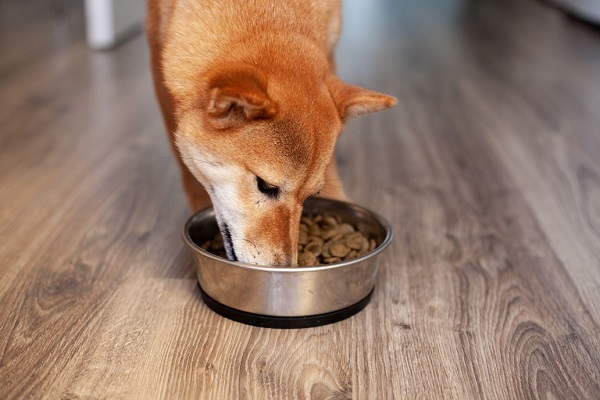 5 vấn đề sức khỏe phát triển do thức ăn cho chó