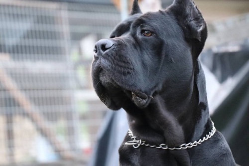 Cane Corso Gezondheid health and well-being