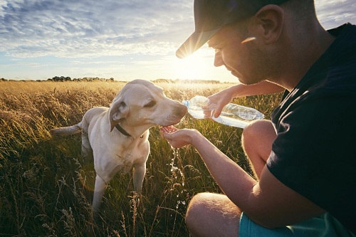 Các vấn đề về sức khỏe ở Giống chó Labrador Retriever