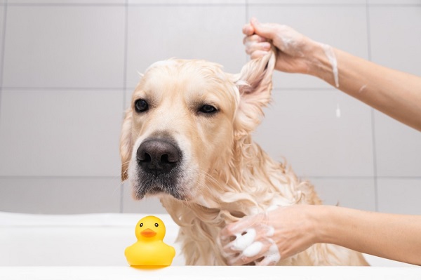How To Choose The Right Shampoo And Conditioners For Your Fur Friend