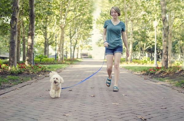 what to do if you see a coyote while walking your dog