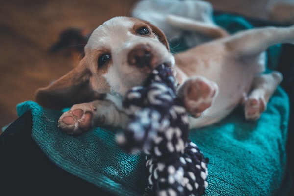 How To Get A Beagle Puppy To Stop Biting