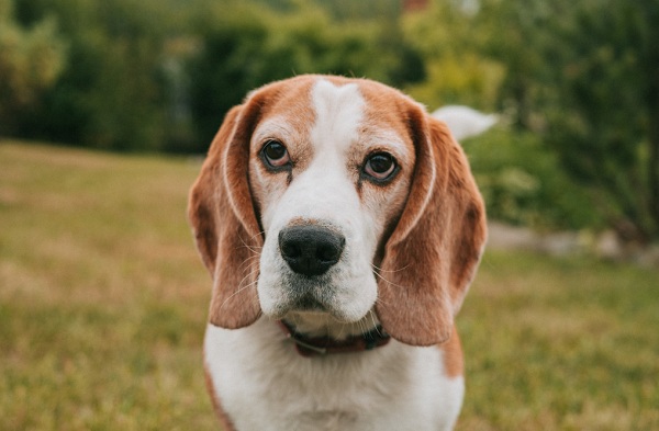 Làm thế nào để chú rể Beagle – Biết chế độ hàng ngày, hàng tuần và hàng tháng của họ!