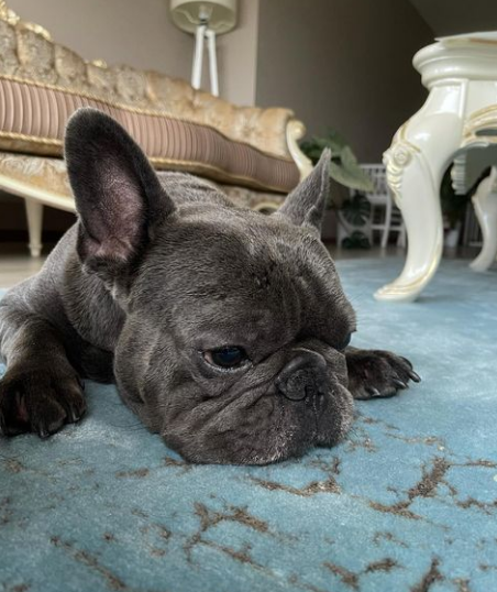 How to take proper care of Blue French Bulldogs