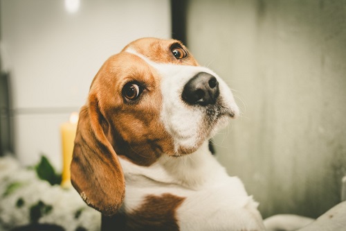 Ignore the behaviour of your beagle puppy