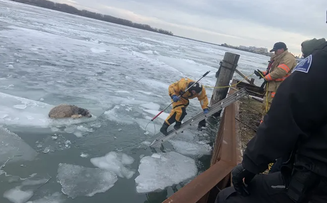 Labradoodle Rescued From Ice Chunk in Detroit River