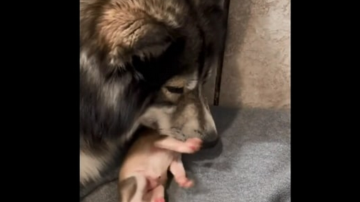 Mama dog shows love to her puppy