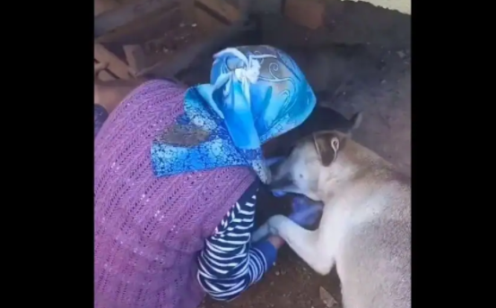 Mumma dog thanks woman for feeding her babies in heartwarming video