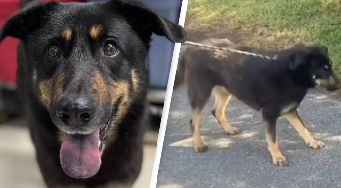 Pet Dog Abandoned By Owners As They Think The Dog Is Gay