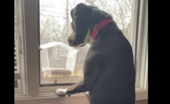 Pet dog monitors how much birds eat in this hilariously