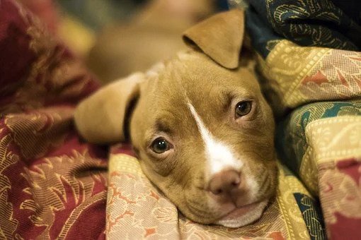 Peta Renews Call For A Ban On Foreign Dog Breeds