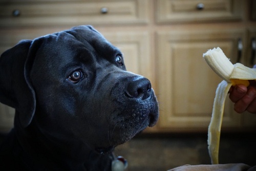 Pros and Cons of Cane Corso