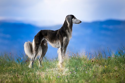 The Best Dog Breeds from Africa